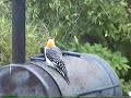 Bar B Q pit woodpecker Bar B Q pit woodpecker