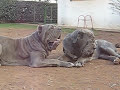 Maestral Kennel