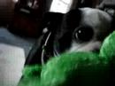 Gizzi the Boston Terrier