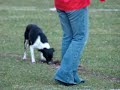 El perro y las prioridades El perro y las prioridades