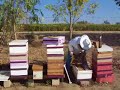 Bee Keeping