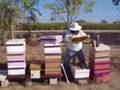 Bee Keeping