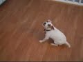Jack Russell Gone Wild