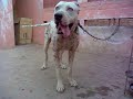Click here to watch this video BULLY KUTTA ALI DSP