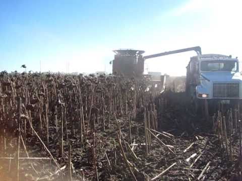 how to harvest seeds from a sunflower