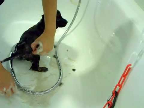 how to care german shepherd puppy