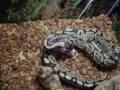 Ball python eating a mouse