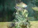 Lethrinops Red Cap Itungi II
