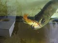 Hydrolycus Amatus Feeding Hydrolycus Amatus Feeding