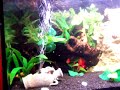 il mio acquario..2