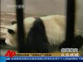 Raw Video: Relocated Pandas Settle In