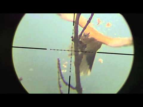 pest control - Watch my other
