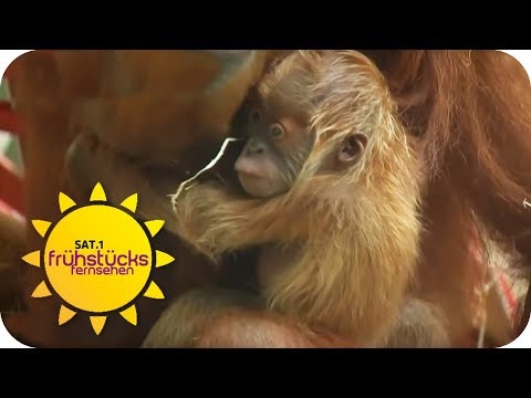 Frankfurt am Main: Orang-Utan-Baby: Der neue Nachwuchs knnte nicht ser sein!