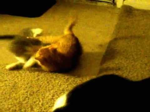 Yoda video
