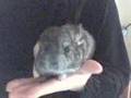 Chinchilla Baby
