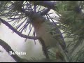 Pinzón vulgar - Fringilla coelebs Pinzón vulgar - Fringilla coelebs