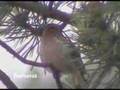Pinzón vulgar - Fringilla coelebs