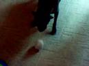 Sadie and her bouncing toy