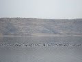 Khabeki Lake, RAMSAR Site - Migratory Birds