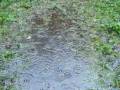 videos de Raindrops in a puddle