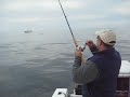 Jigging Codfish on Stellwagon Bank Gloucester Mass