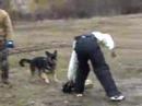 lilly schutzhund bite suit #2 lilly schutzhund bite suit #2
