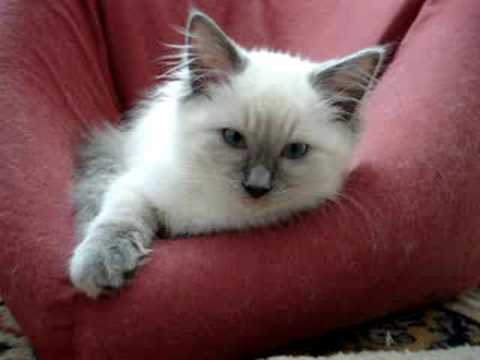 Angelkissed Ragdolls 0 Angelkissed Ragdolls