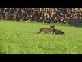 Spelende pupjes van Floortje