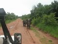 Charging Elephants