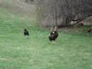 Turkeys