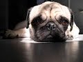 pug carlino - polly