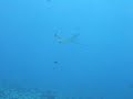 Dive with Ray in Palau