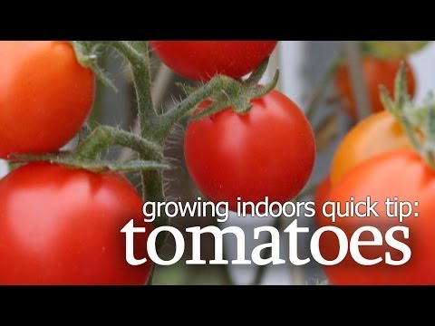 how to grow tomatoes indoors