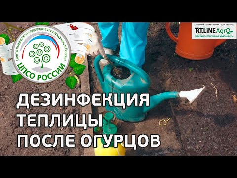 Дезинфекция и дезинсекция теплицы после выращивания огурцов.