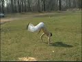 capoeira-training-25032007.html