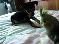Calopsita e pinscher