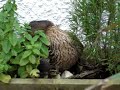 Mother duck sitting on her hatching eggs, very cute