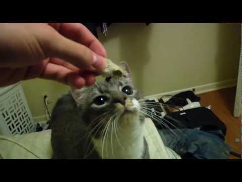 Watch 'Cat with Ninja Skills'