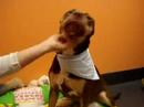 Marquette County Humane Society-Sugar