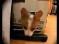 我が家のコーギー welsh corgi puppy （MAC）子犬