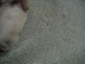 My Dear Puglet
