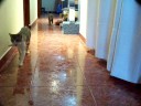 Gato macho jugando como un perro con su juguete
