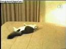 the-cat-shouterer.html