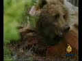 bear  hunting