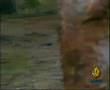 Bear Hunting دب يصطاد عجلا صغيرا