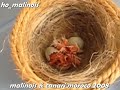 ( 5 ) malinois & canari moroco 2008 & hossen khwadir ( 5 ) malinois & canari moroco 2008 & hossen khwadir