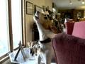 videos de Dog Sings Vonage Song