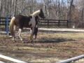 Skylar at Autumn Sun Farm