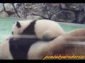 Twin PANDA Babies climb their Mom 双子の子パンダママ登り