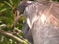 The St. Augustine Rookery: Herons, Egrets, Storks